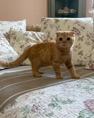 Cuccioli di scottish fold