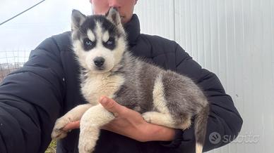 Siberian Husky con pedigree enci