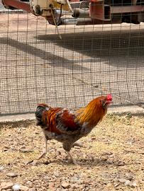 Gallo Olive Egger di circa 6 mesi