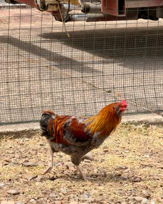Gallo Olive Egger di circa 6 mesi