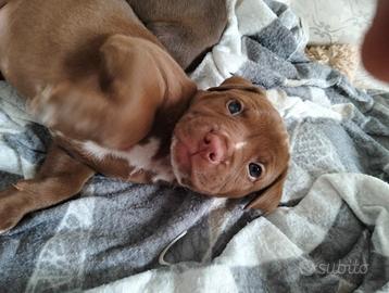 Ukc Pitbull femminucce