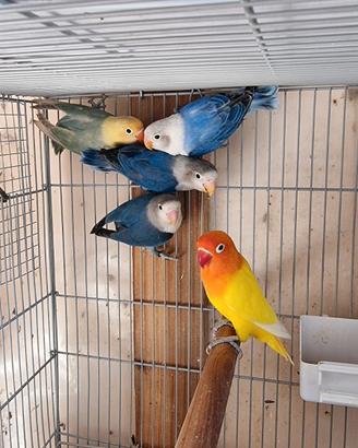 Inseparabili fischer