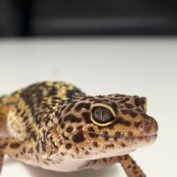 Gechi leopardini