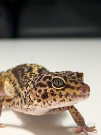 Gechi leopardini