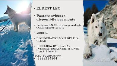 Monta pastore svizzero cuccioli