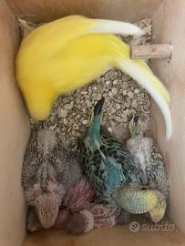 Cocoriti da allevare a mano