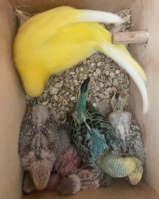 Cocoriti da allevare a mano