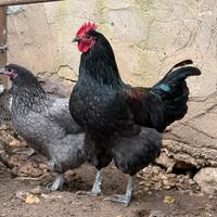 Gallo Australorp