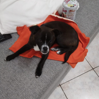 Pincher Chihuaua