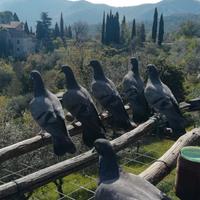 Piccioni volantini