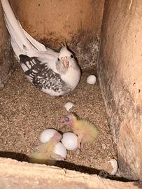 Calopsite allevati a mano