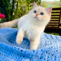 Gattino Scottish Straight