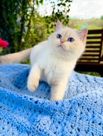 Gattino Scottish Straight