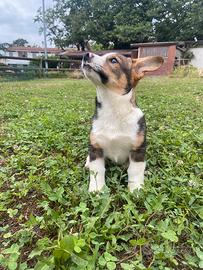 Corgi Pembroke