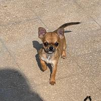 Cucciolo di chihuahua con pedigree