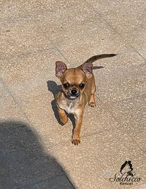 Cucciolo di chihuahua con pedigree