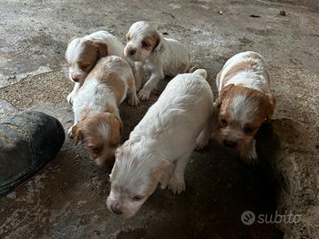 Cuccioli di breton