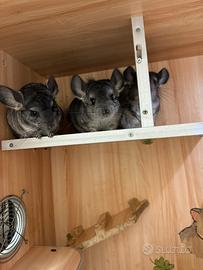 Cincillà cucciola