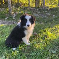 Cuccioli border collie black and White Puppy Love