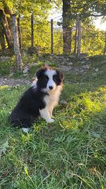 Cuccioli border collie black and White Puppy Love
