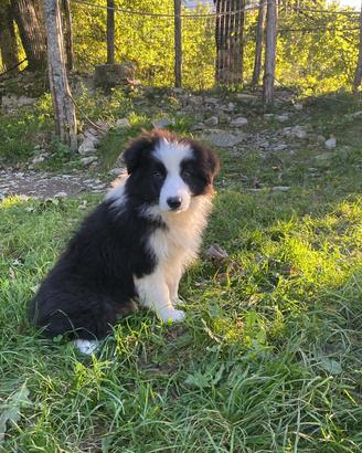 Cuccioli border collie black and White Puppy Love