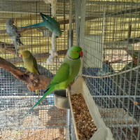 Pappagalli