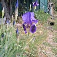 Pianta fiore Iris germanica viola in vaso rizoma