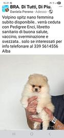 Volpino Pomerania spitz Enci