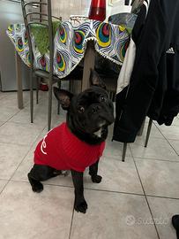 Bulldog Francese Per Monta (Aprilia)