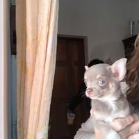 Cucciolo Chihuahua Lilac