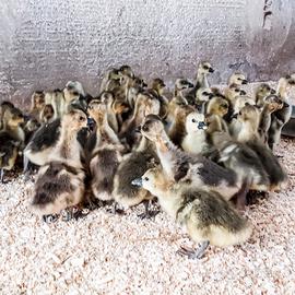 Oche cignoidi e tolosa piccole