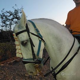 Cavallo P.R.E