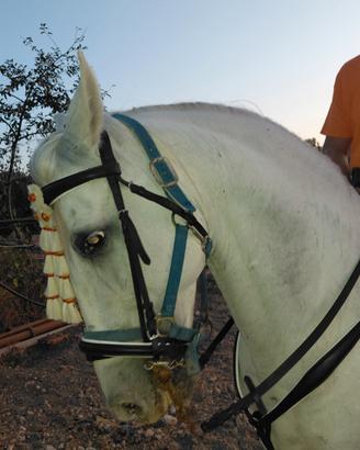Cavallo P.R.E