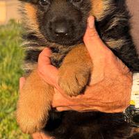 Allevamento pastore tedesco cuccioli