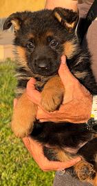 Allevamento pastore tedesco cuccioli