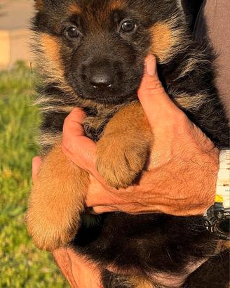 Allevamento pastore tedesco cuccioli