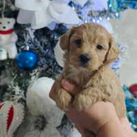 Cuccioli maltipoo
