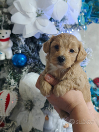 Cuccioli maltipoo