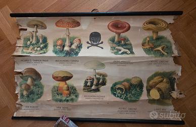 Poster scolastico vintage funghi botanici
