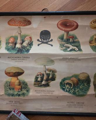 Poster scolastico vintage funghi botanici