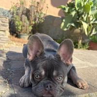 Cucciolo bulldog francese