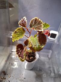 talea begonia darthvaderiana greenspots