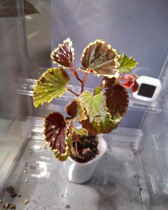 talea begonia darthvaderiana greenspots