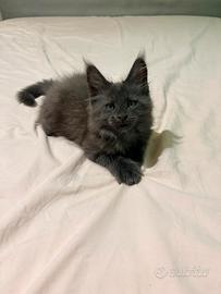 Maine coon blu smoke