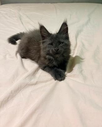 Maine coon blu smoke