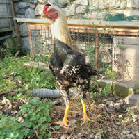 Gallo shamo