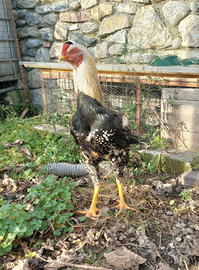 Gallo shamo