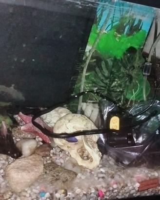 Acquario