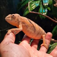 Camaleonte Pardalis Nosy faly