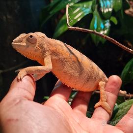 Camaleonte Pardalis Nosy faly